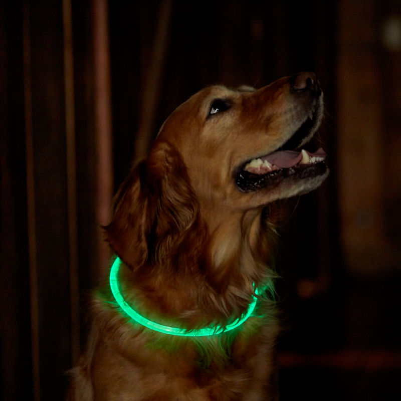 LED Rechargeable Safety Dog Collar